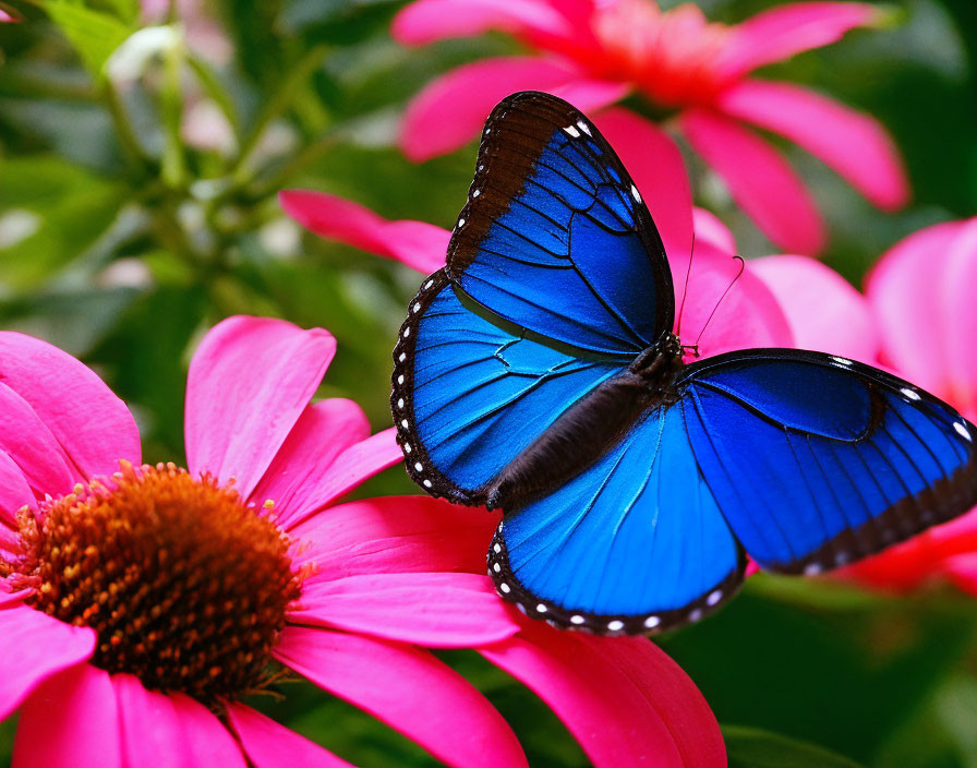 Colorful blue butterfly on pink flower in lush greenery