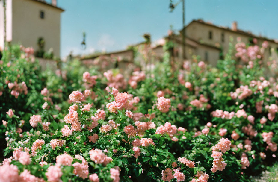 Pink Hydrangeas and Traditional Houses Against Blue Sky