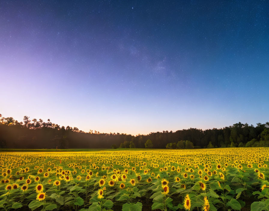 Twilight sunflower field with starry sky and misty treeline