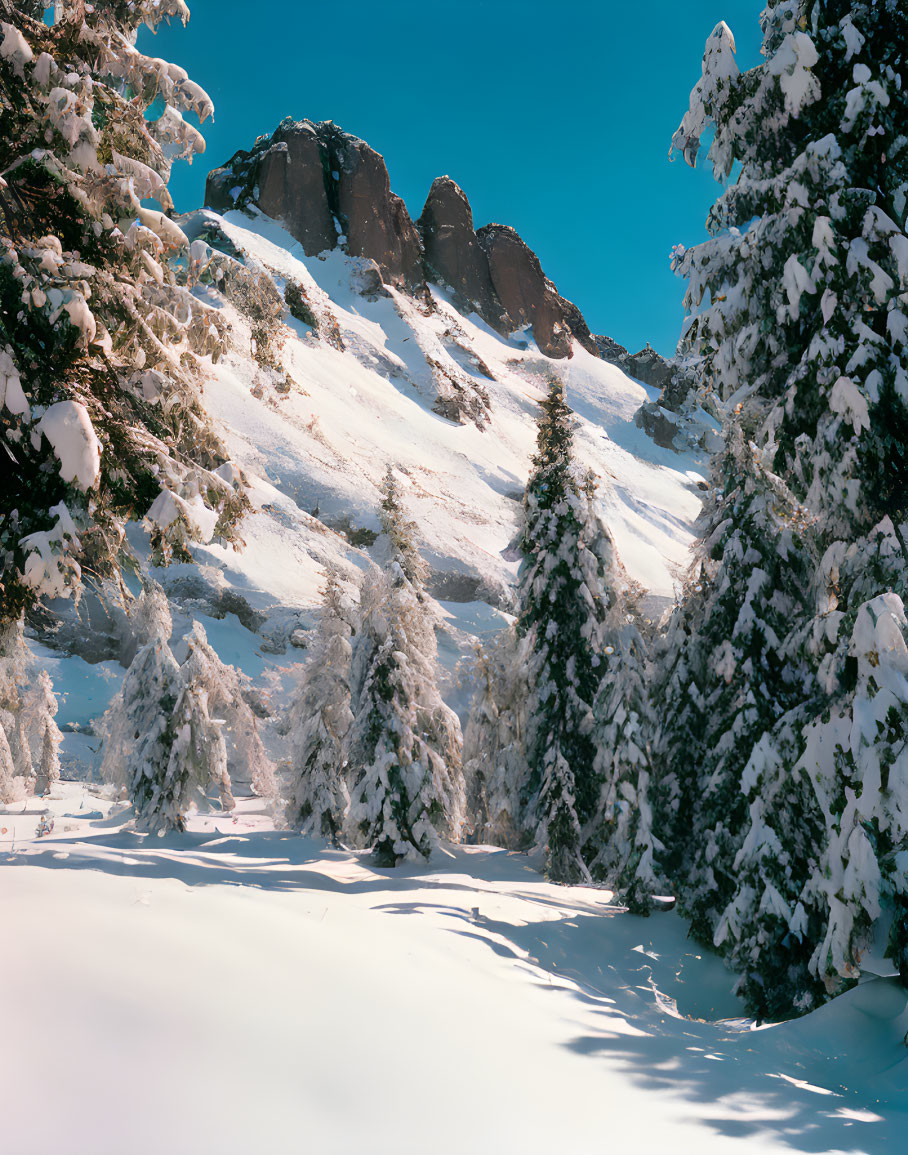 Winter landscape: Snow-covered pine trees, rocky mountain peak, clear blue sky