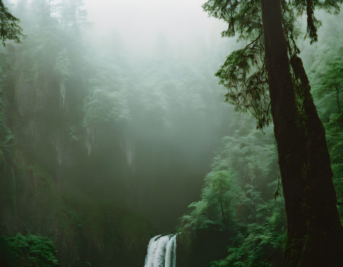 Lush Green Trees in Misty Forest with Waterfall