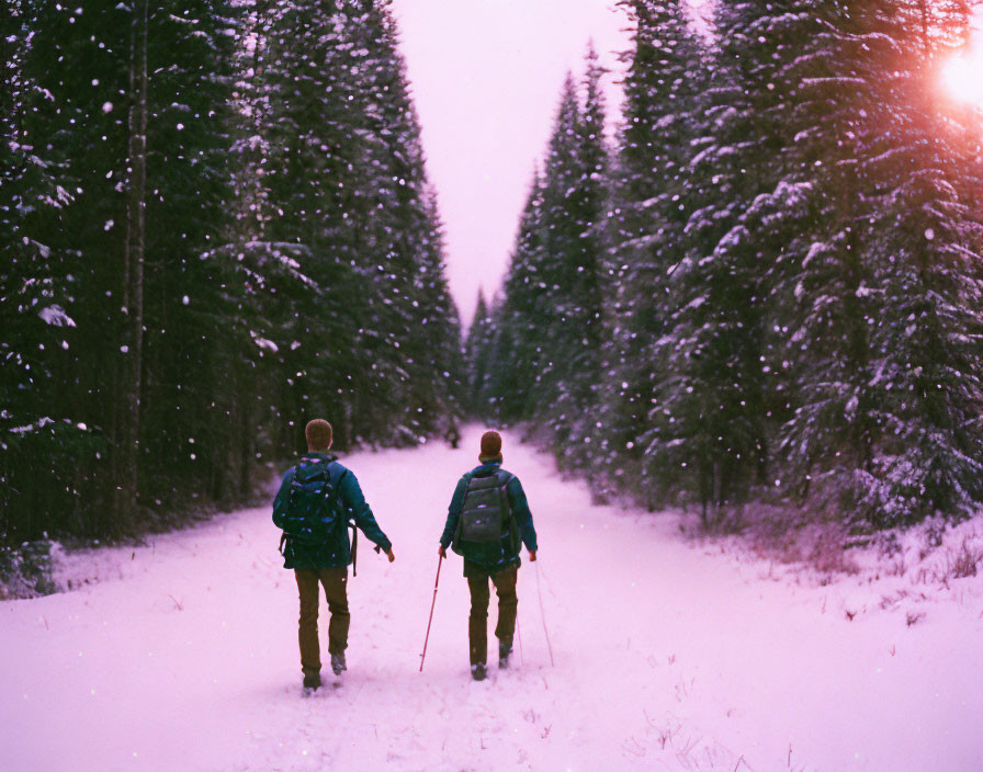 Snowy forest hike: Two people with backpacks and walking sticks under sunlit trees