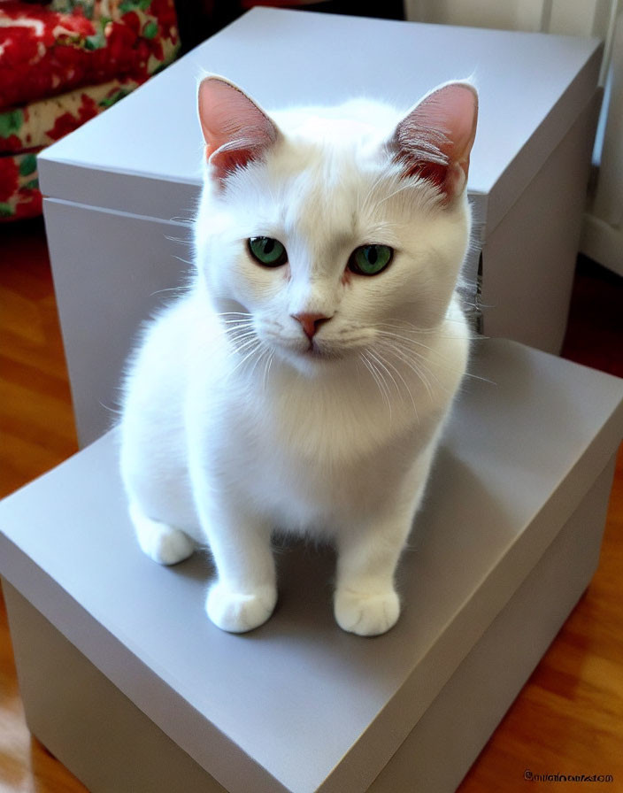 White Cat with Green Eyes Sitting on Gray Box in Room