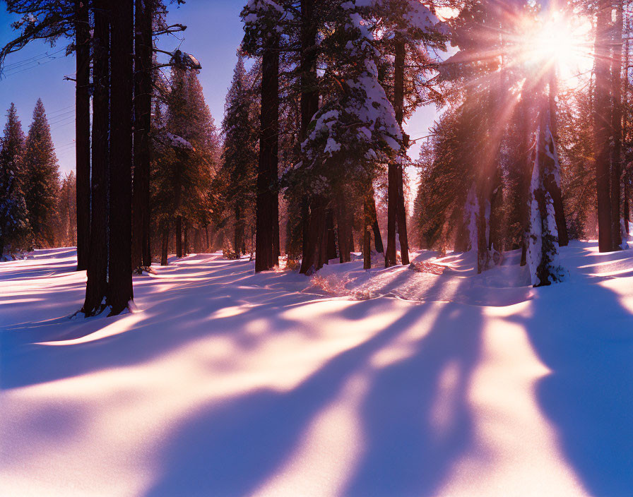Winter forest scene: Sunlight through snow-laden trees