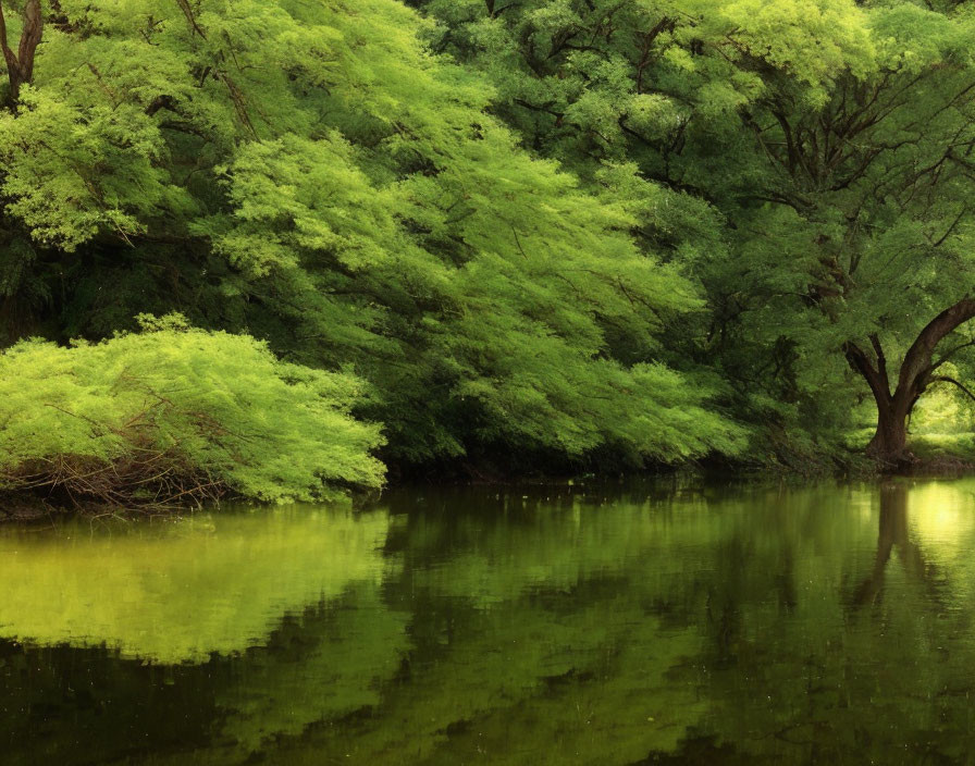 Tranquil lake reflecting lush green trees