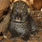 Detailed Close-Up of Cheetah's Eyes and Fur Texture