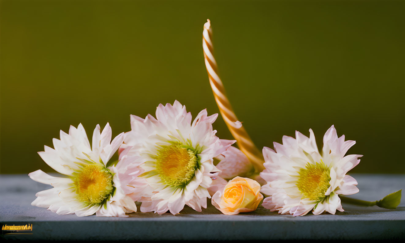 Delicate pale pink flowers with yellow center and orange bloom beside a lit spiral candle