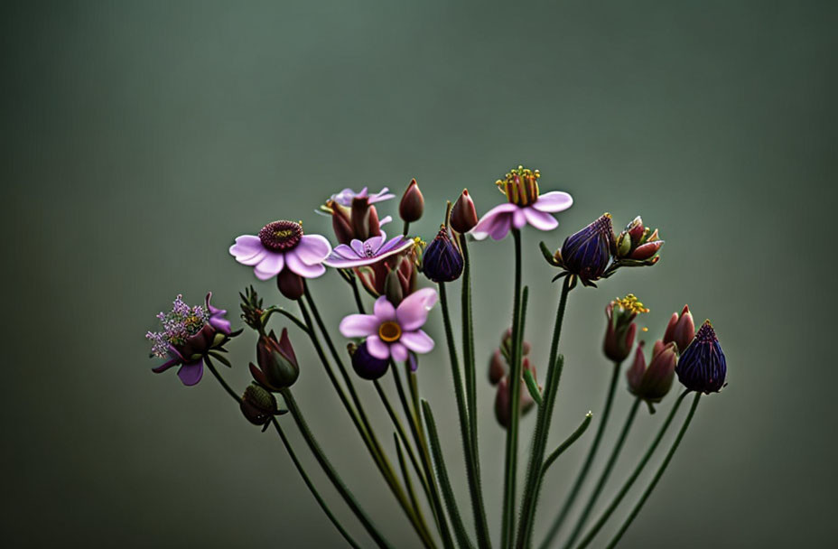 Purple Flowers with Yellow Centers and Buds on Blurred Green Background