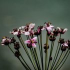 Purple Flowers with Yellow Centers and Buds on Blurred Green Background