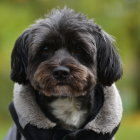 Fluffy black and brown dog in sherpa-lined vest against green background