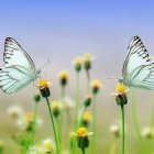 Blue and white butterflies on wildflowers in a pastel meadow