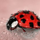 Red ladybug with black spots on twig among pink flowers - shiny carapace.