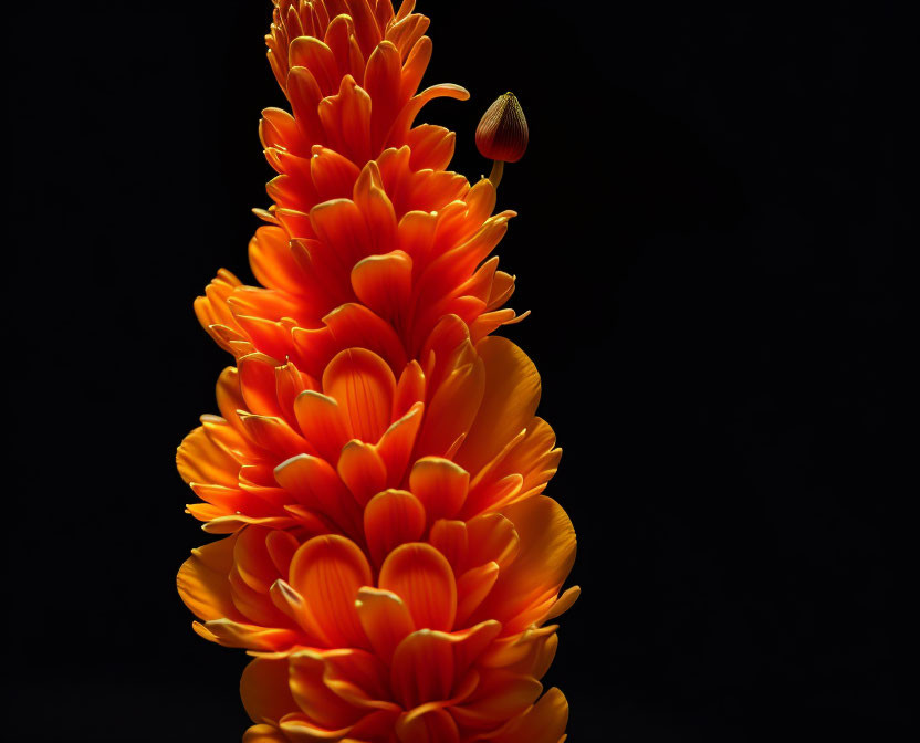 Orange Flower with Towering Petals on Dark Background