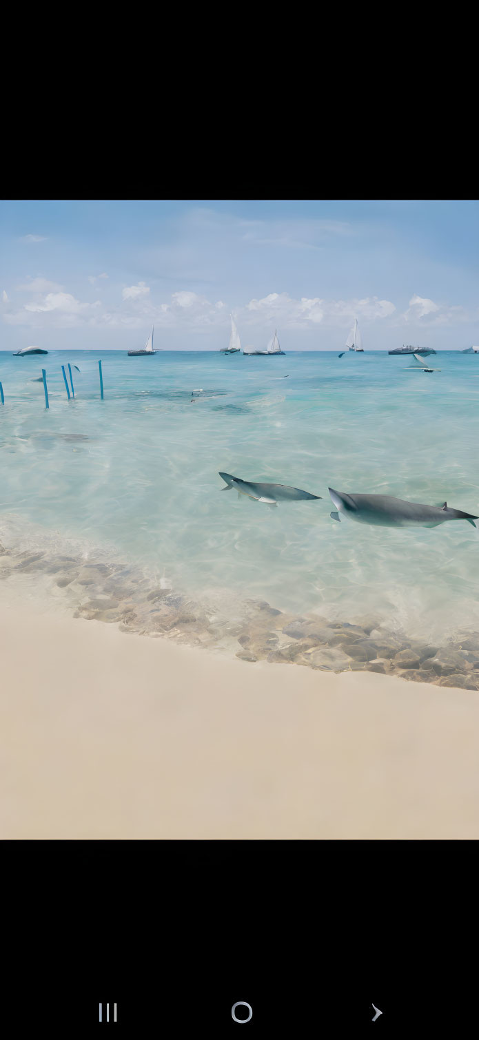 Turquoise Water, Dolphins, White Sand Beach, Sailboats, Blue Sky