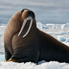 Arctic walrus with large tusks on floating ice surrounded by cold waters