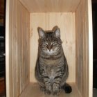 Green-eyed striped cat in open wooden cabinet gazes at camera