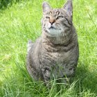 Tabby cat with green eyes wearing decorative collar in elegant pose on lush green background.