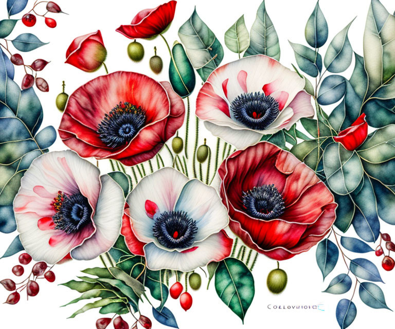 Colorful poppies illustration with red and white petals and green leaves.