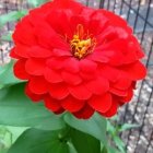 Vibrant Red Peony in Full Bloom with Green Leaves and Blue Flowers Background