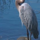 Graceful great blue heron in serene natural habitat with lush greenery and purple flowers