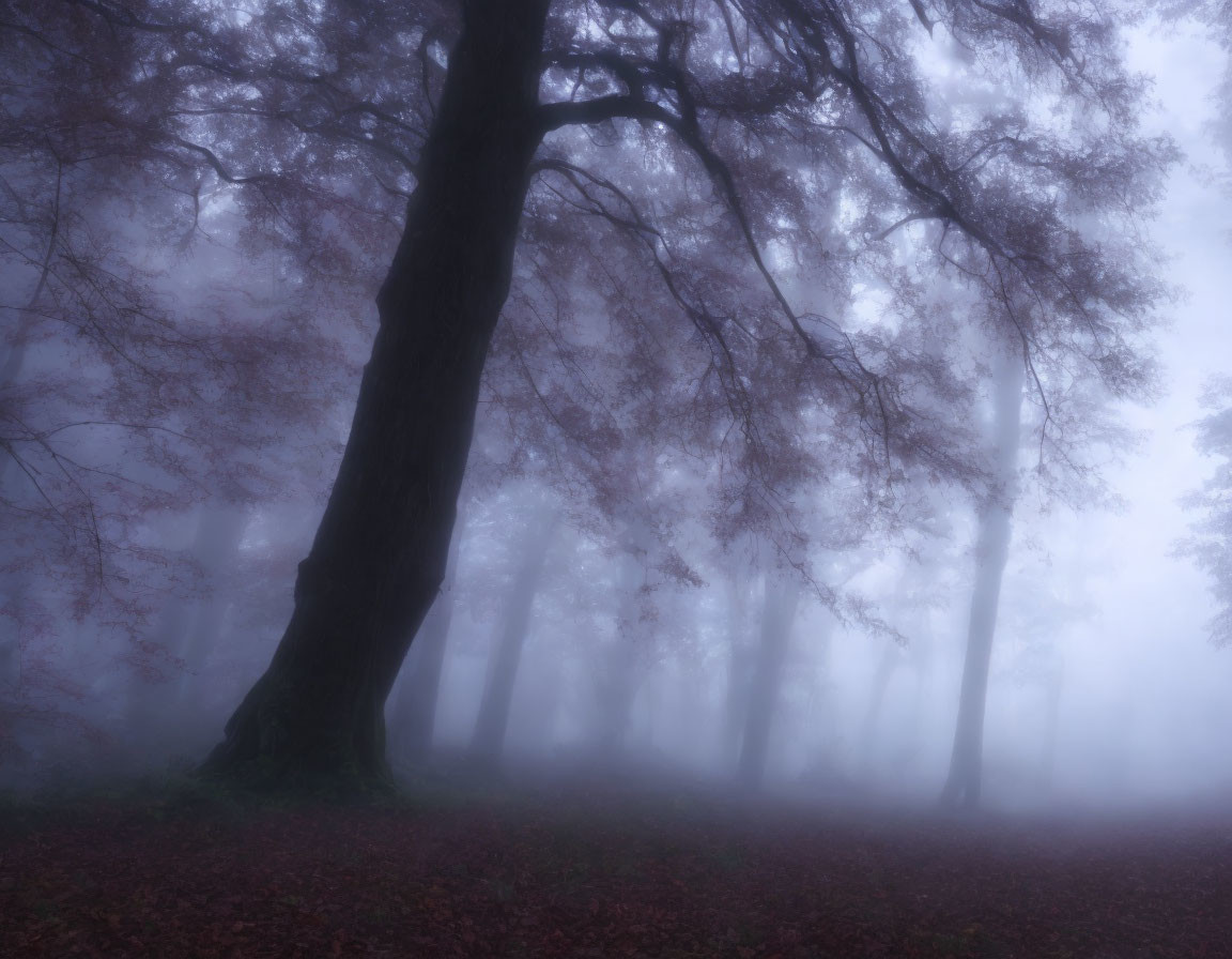 Misty forest scene with large tree, fog, and fallen leaves