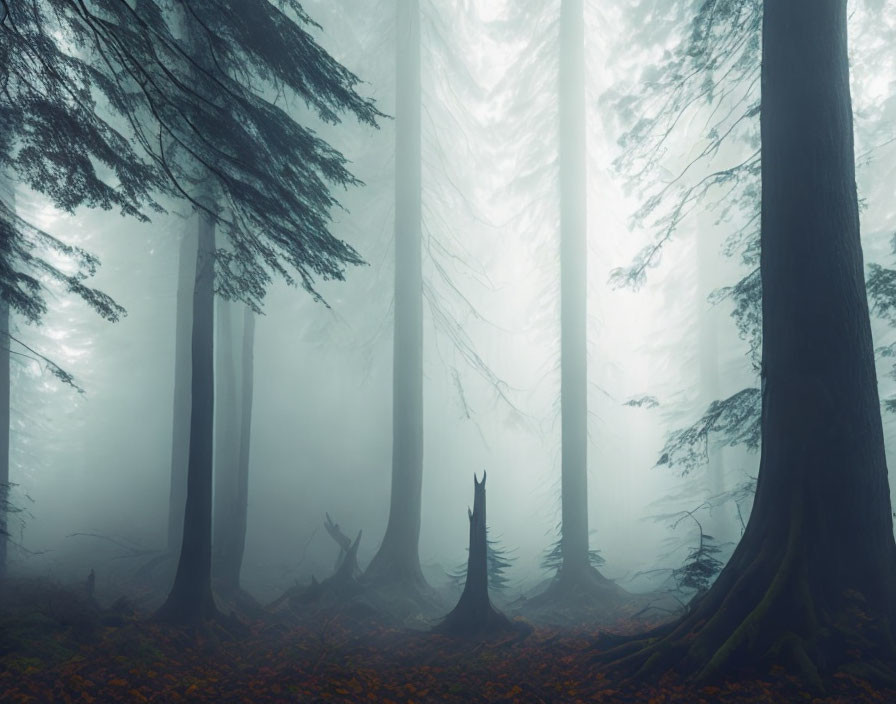 Misty forest with towering trees and fallen leaves