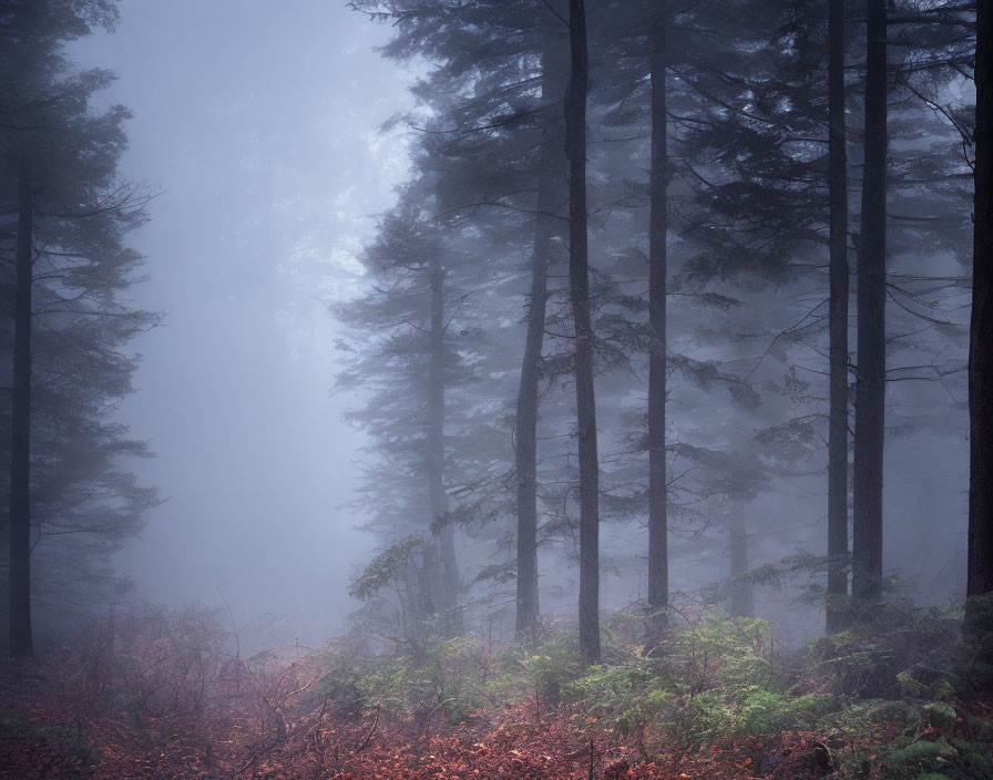 Misty forest with tall trees and red foliage under subdued light