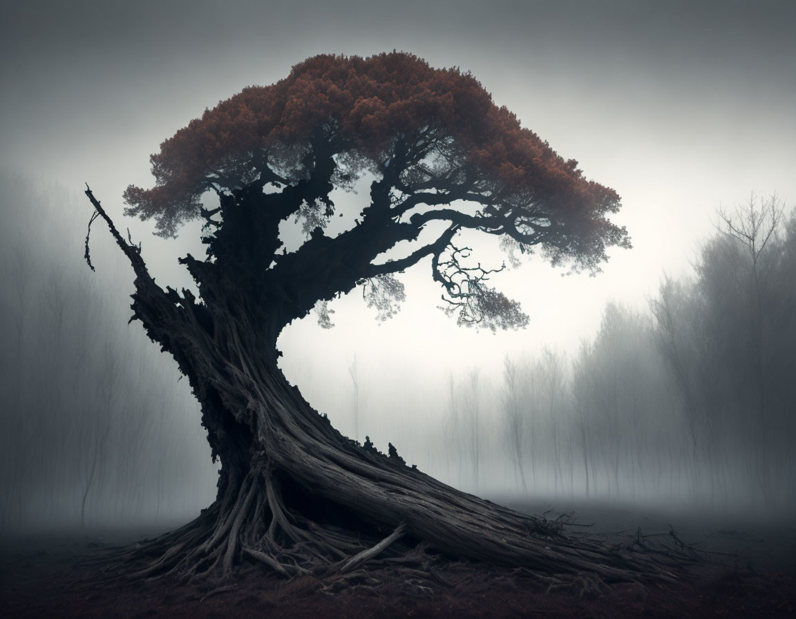 Solitary gnarled tree with vibrant red leaves in foggy forest