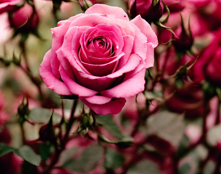 Vibrant pink rose in full bloom with soft petals among rose buds and greenery