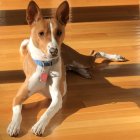 Brown and White Dog with Collar and Tags on Sandy Terrain