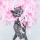 Adorable kitten with blue eyes and pink yarn ball on feathered background