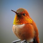 Colorful hummingbird painting on branch with smaller birds in background