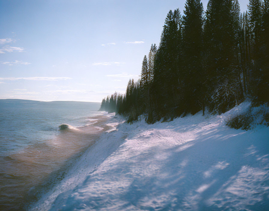 Tranquil snowy shoreline with evergreen trees and gentle waves