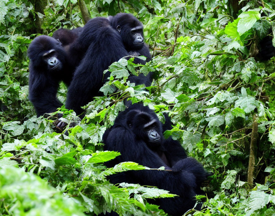 Three Gorillas in Lush Green Habitat with One in Foreground