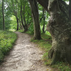 Tranquil forest path with stones, trees, sunlight, flowers, and butterflies