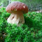 Whimsical mushroom house in lush green forest