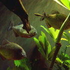 Six spotted fish in vibrant underwater scene with green plants and soft yellow light
