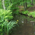 Serene forest scene with wooden bridge and pond