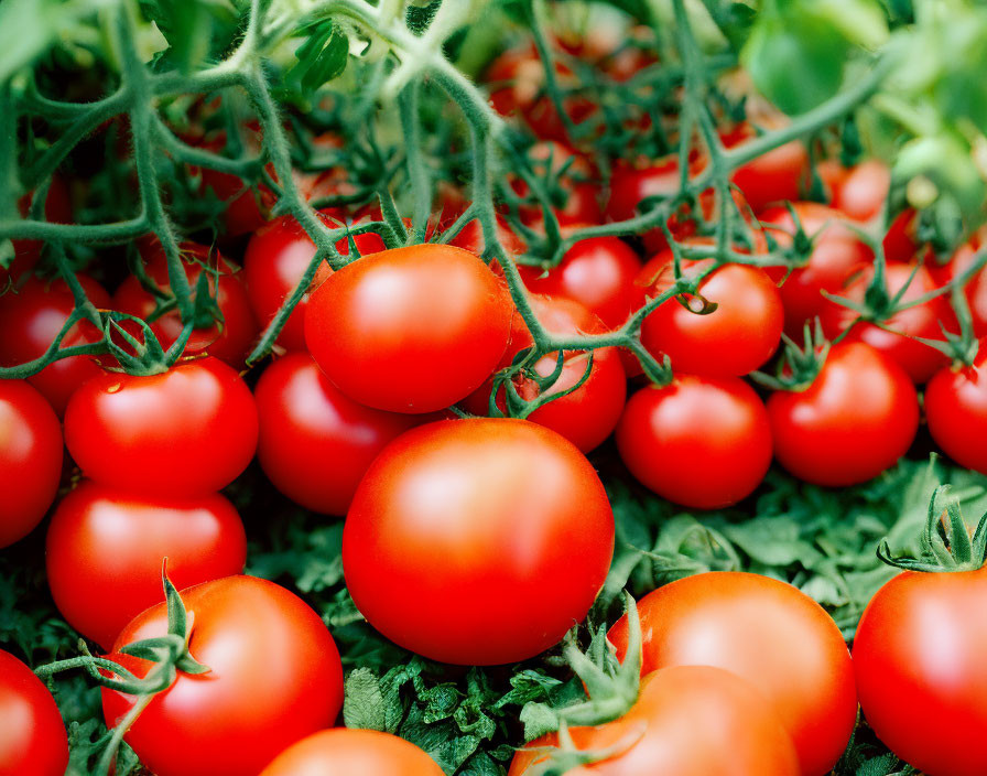 Vibrant red tomatoes on vine with green leaves - fresh harvest.