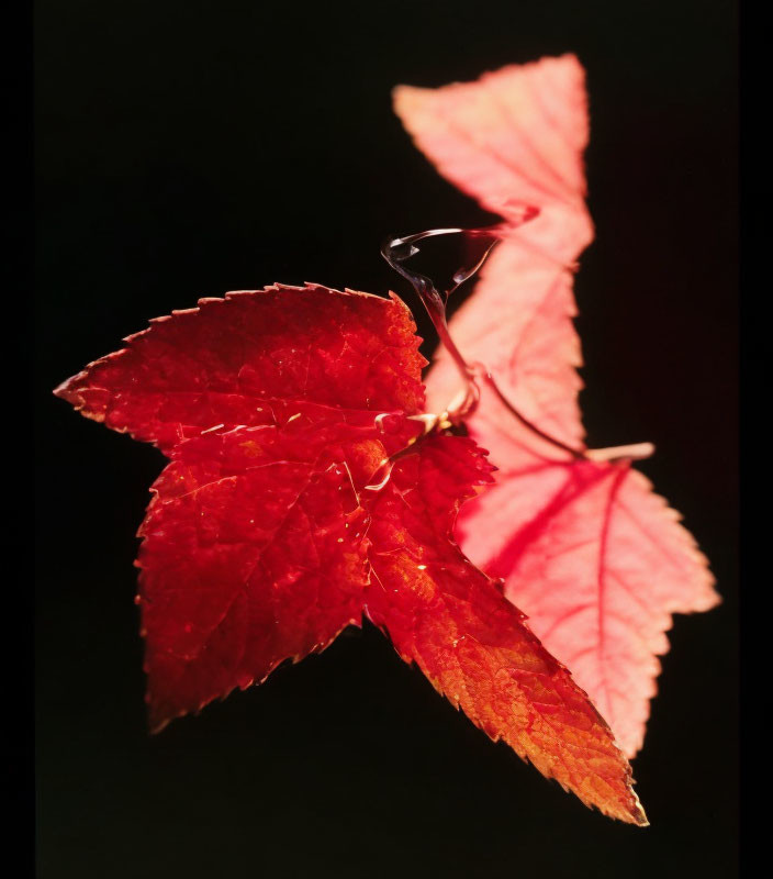 Vivid red leaf with distinct veins backlit on dark background with water droplet