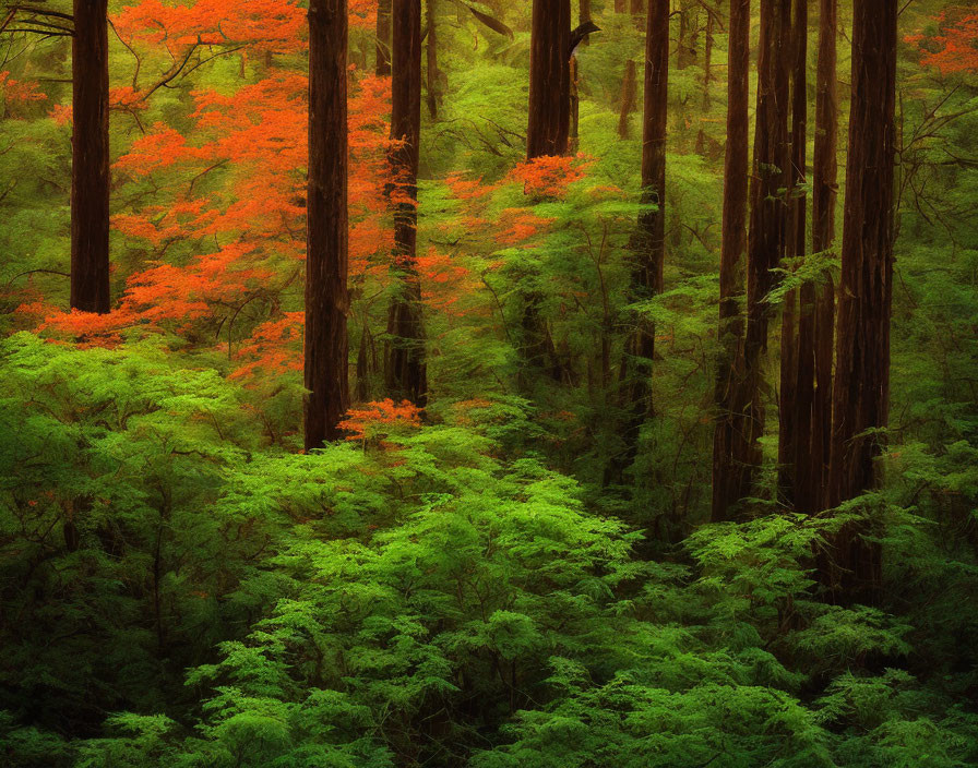 Dark tree trunks and vibrant green & reddish-orange canopy in dense forest