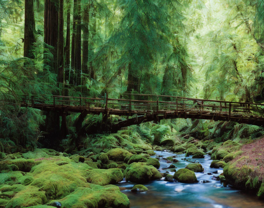 Tranquil woodland landscape with wooden bridge, stream, moss-covered rocks