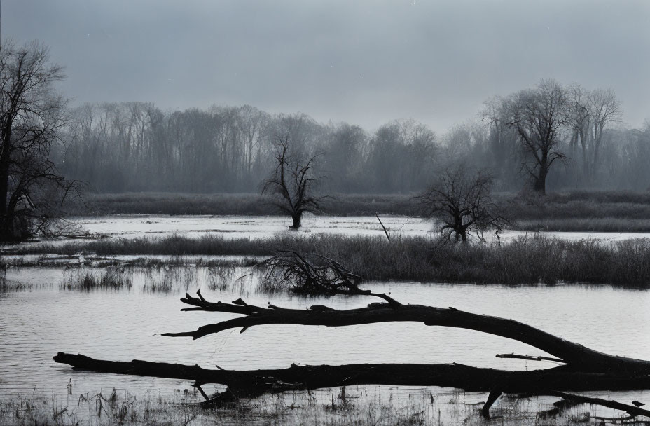 Gray wetlands with silhouetted trees and fallen trunk reflecting on water.