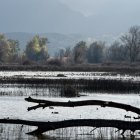 Gray wetlands with silhouetted trees and fallen trunk reflecting on water.