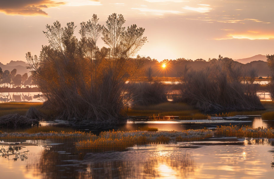 Tranquil marsh at sunset with silhouetted bushes and golden sky