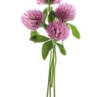 Pink Clover Flowers Bouquet on White Background