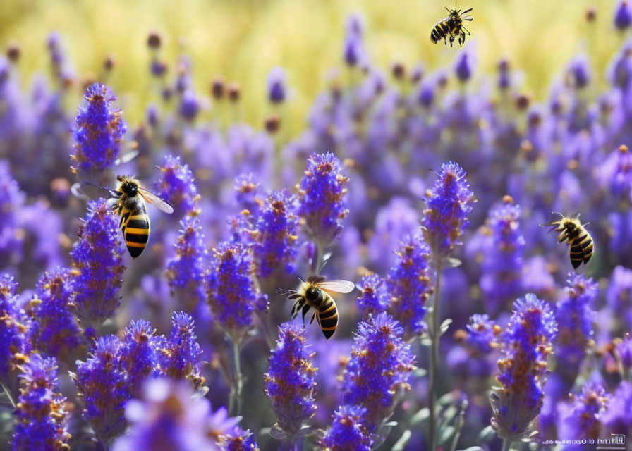 Bees flying in purple lavender field with soft-focus backdrop