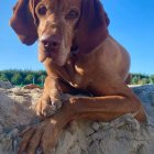 Brown dog with beads and leaf pendant resting on rocky surface under blue skies