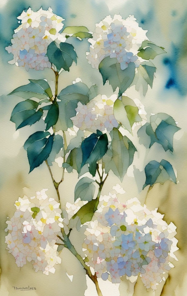 Delicate White Hydrangea Flowers Watercolor Painting