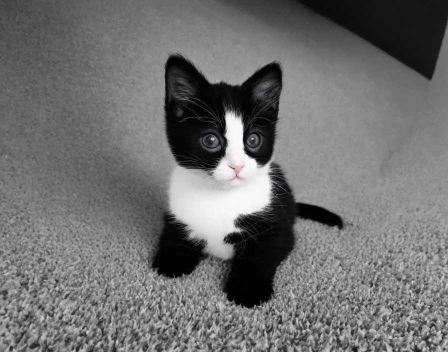 Black and white kitten with bright eyes on grey carpet